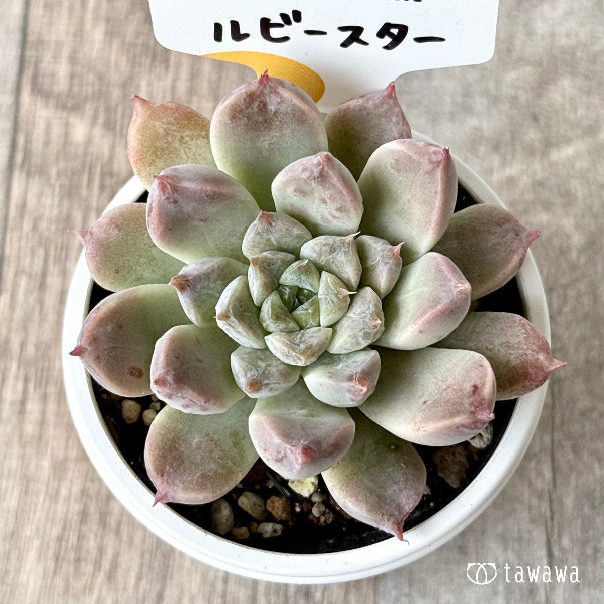 ルビースター（チャンヒー農園）【tawawaハウス苗】
