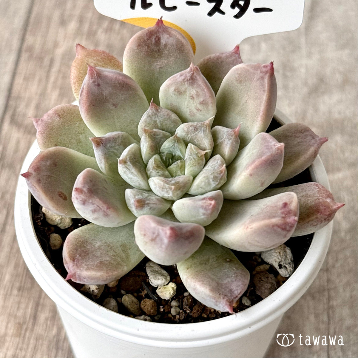 ルビースター（チャンヒー農園）【tawawaハウス苗】