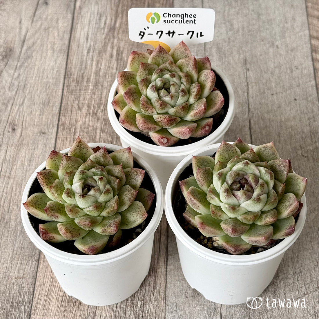 ダークサークル（チャンヒー農園）【tawawaハウス苗】