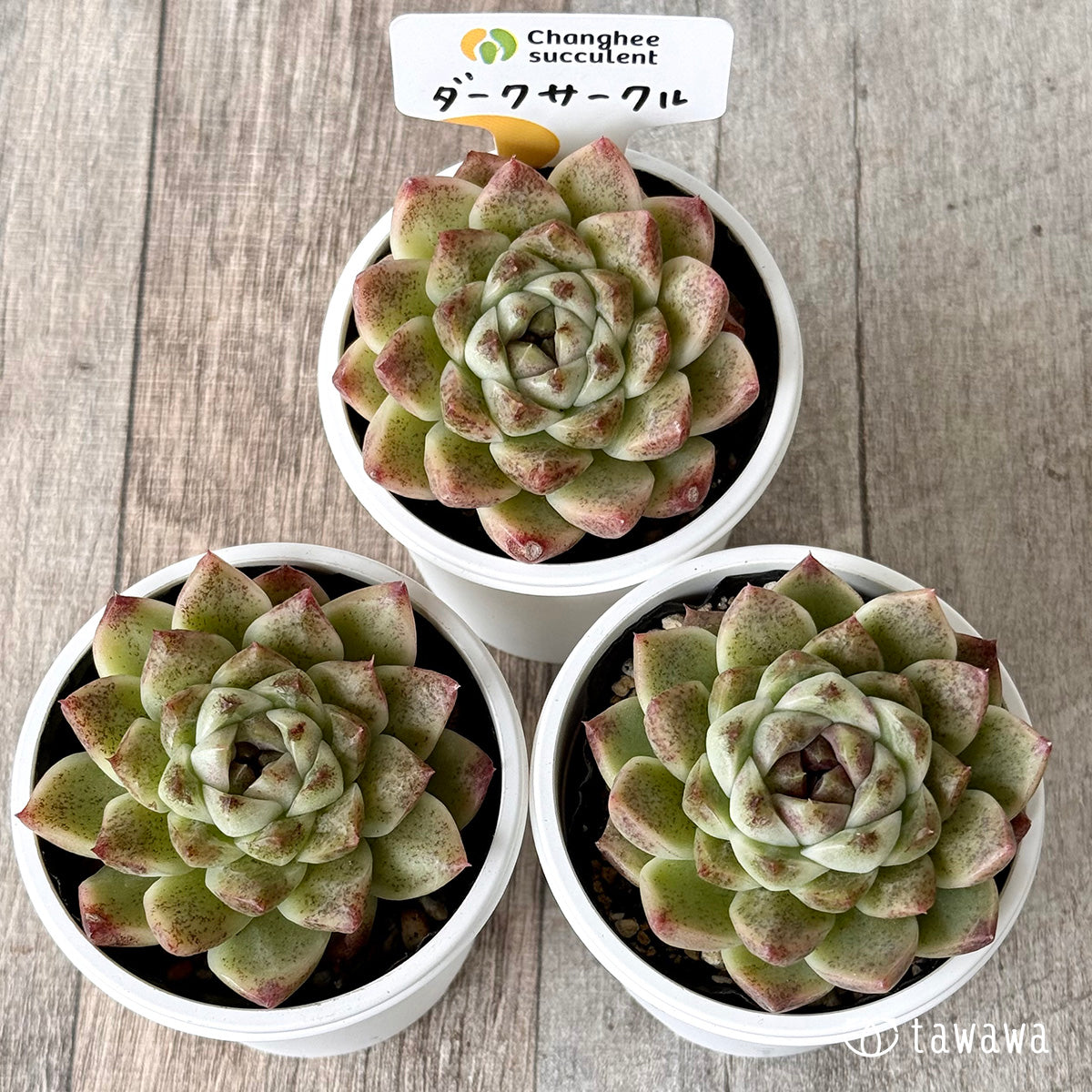 ダークサークル（チャンヒー農園）【tawawaハウス苗】