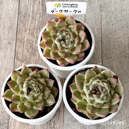 ダークサークル（チャンヒー農園）【tawawaハウス苗】