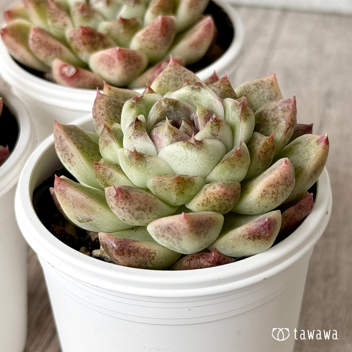 ダークサークル（チャンヒー農園）【tawawaハウス苗】