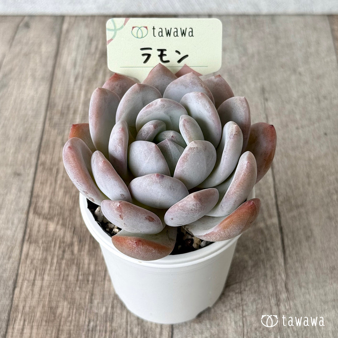 ラモン（エアーマジック農園）【tawawaハウス苗】