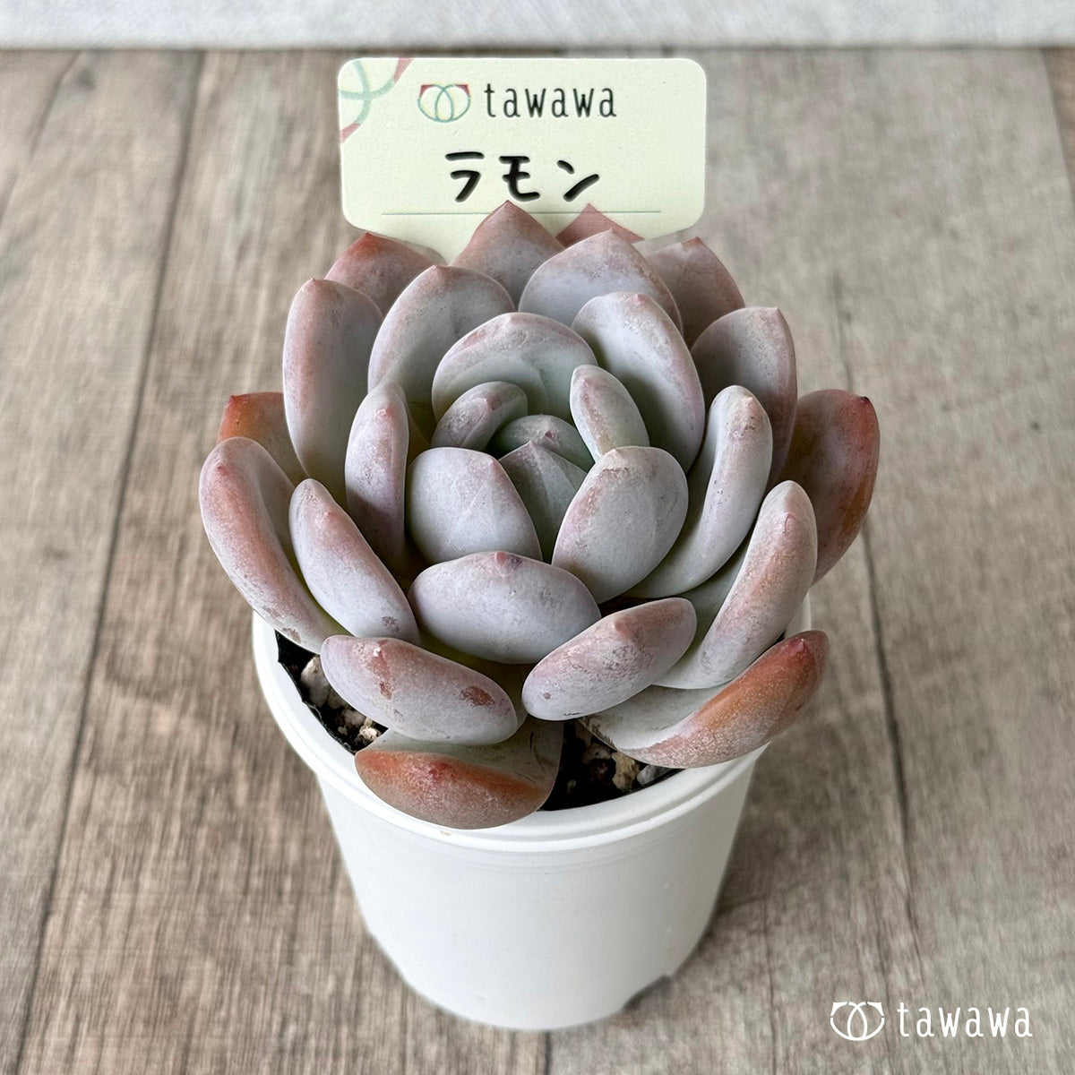 ラモン（エアーマジック農園）【tawawaハウス苗】
