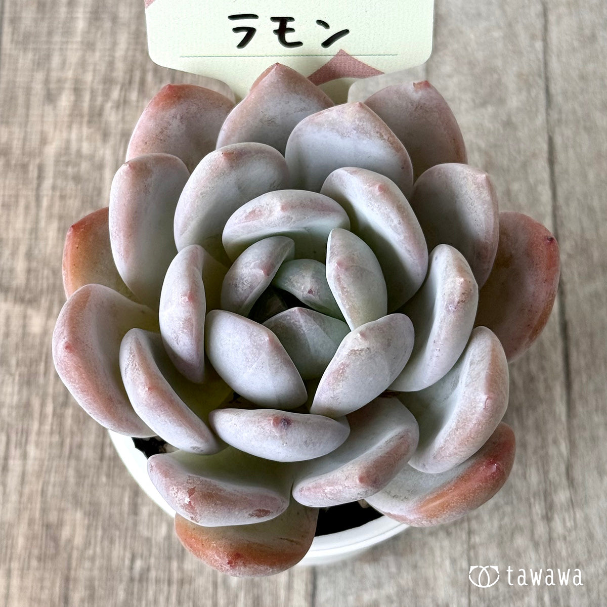 ラモン（エアーマジック農園）【tawawaハウス苗】