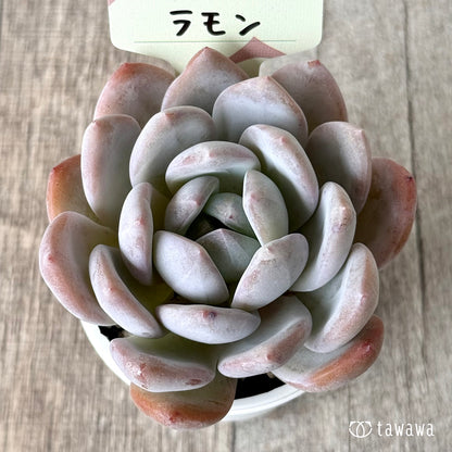 ラモン（エアーマジック農園）【tawawaハウス苗】