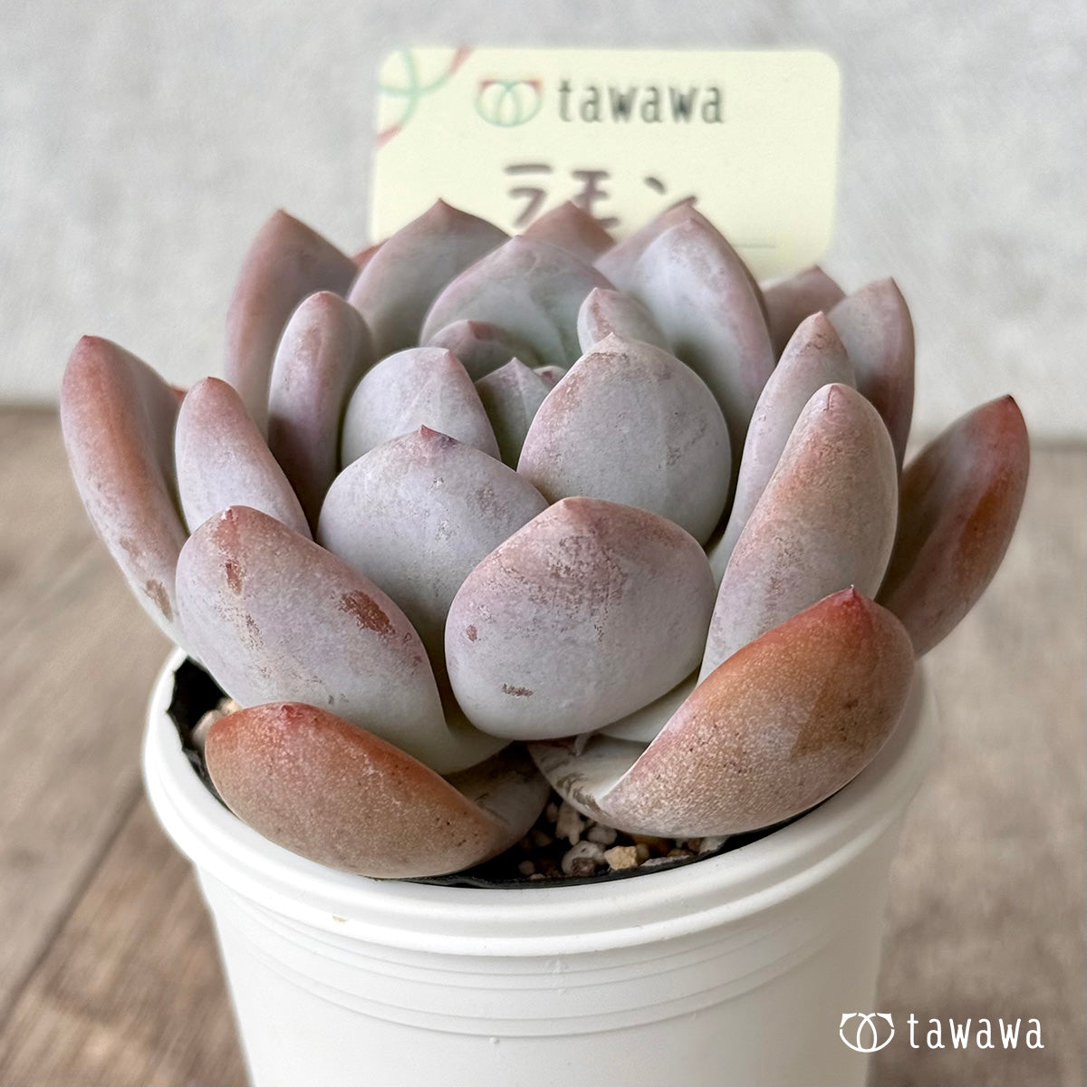 ラモン（エアーマジック農園）【tawawaハウス苗】