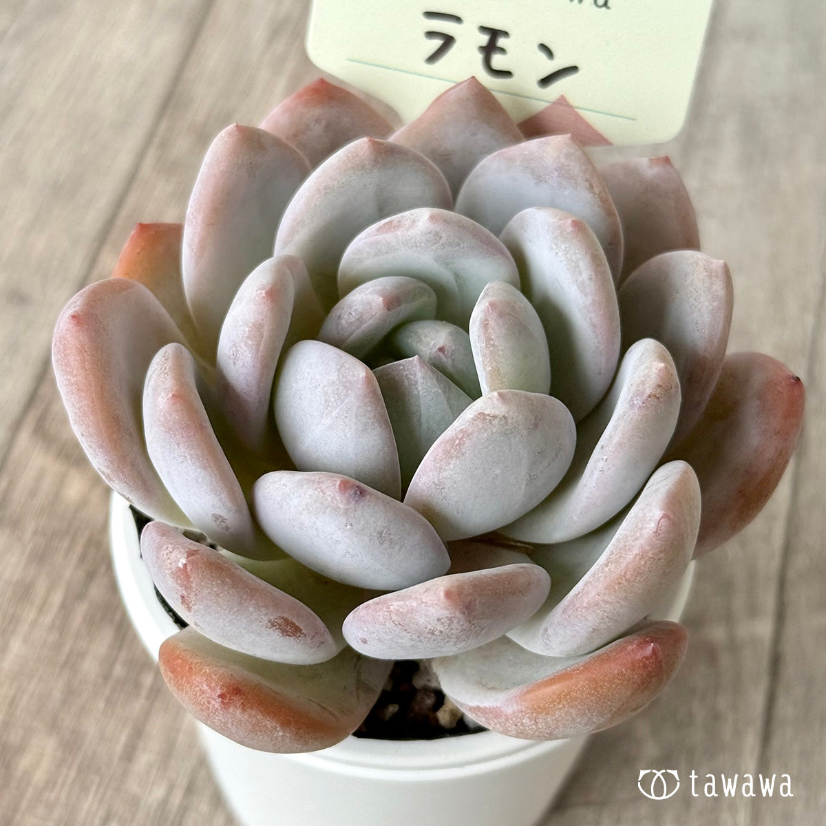 ラモン（エアーマジック農園）【tawawaハウス苗】