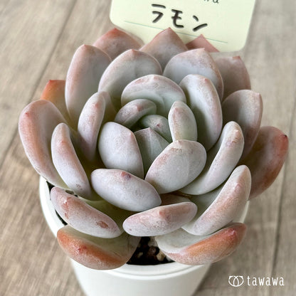 ラモン（エアーマジック農園）【tawawaハウス苗】