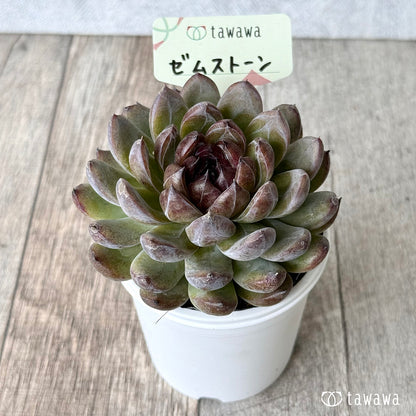 ＊新発売＊　ゼムストーン【tawawaハウス苗】