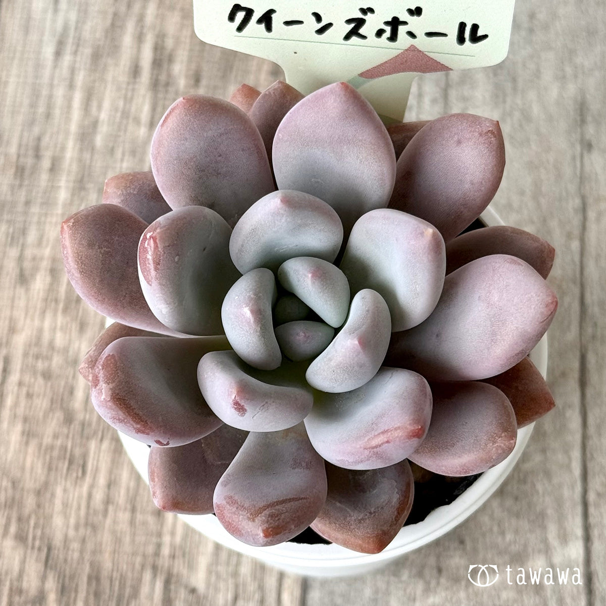 クイーンズボール（エアーマジック農園）【tawawaハウス苗】