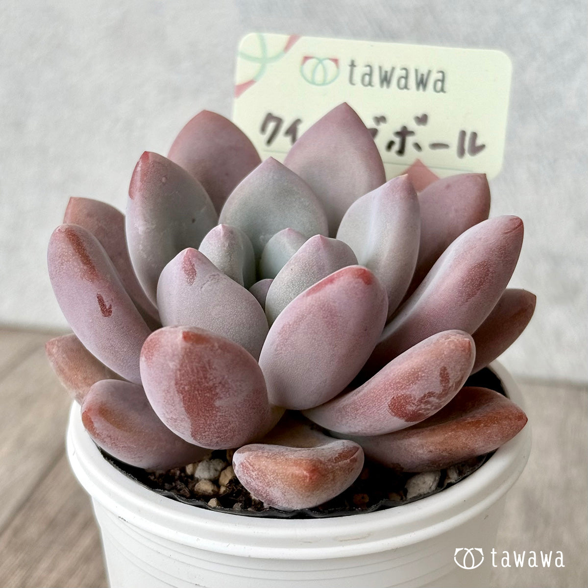 クイーンズボール（エアーマジック農園）【tawawaハウス苗】