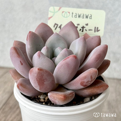 クイーンズボール（エアーマジック農園）【tawawaハウス苗】