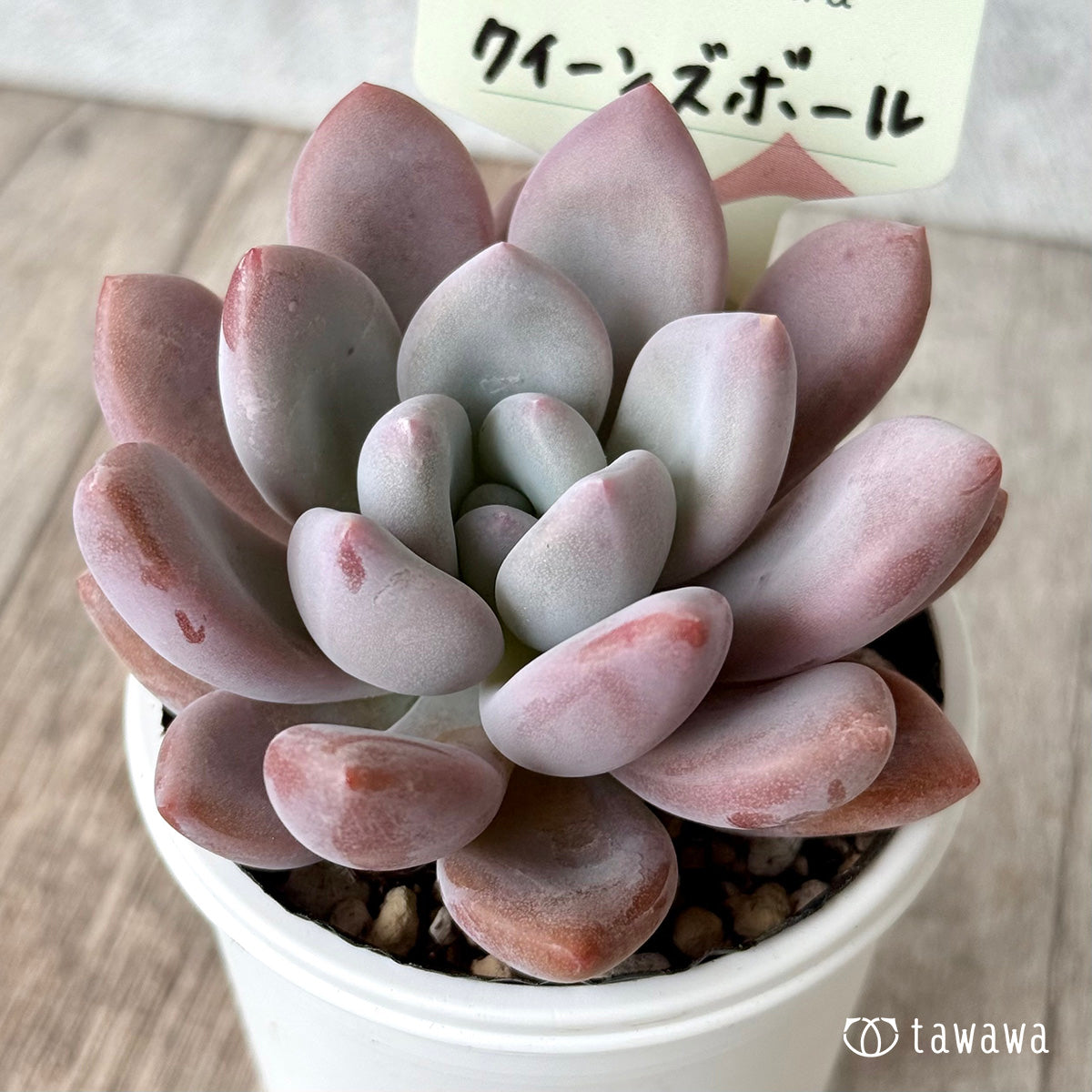 クイーンズボール（エアーマジック農園）【tawawaハウス苗】