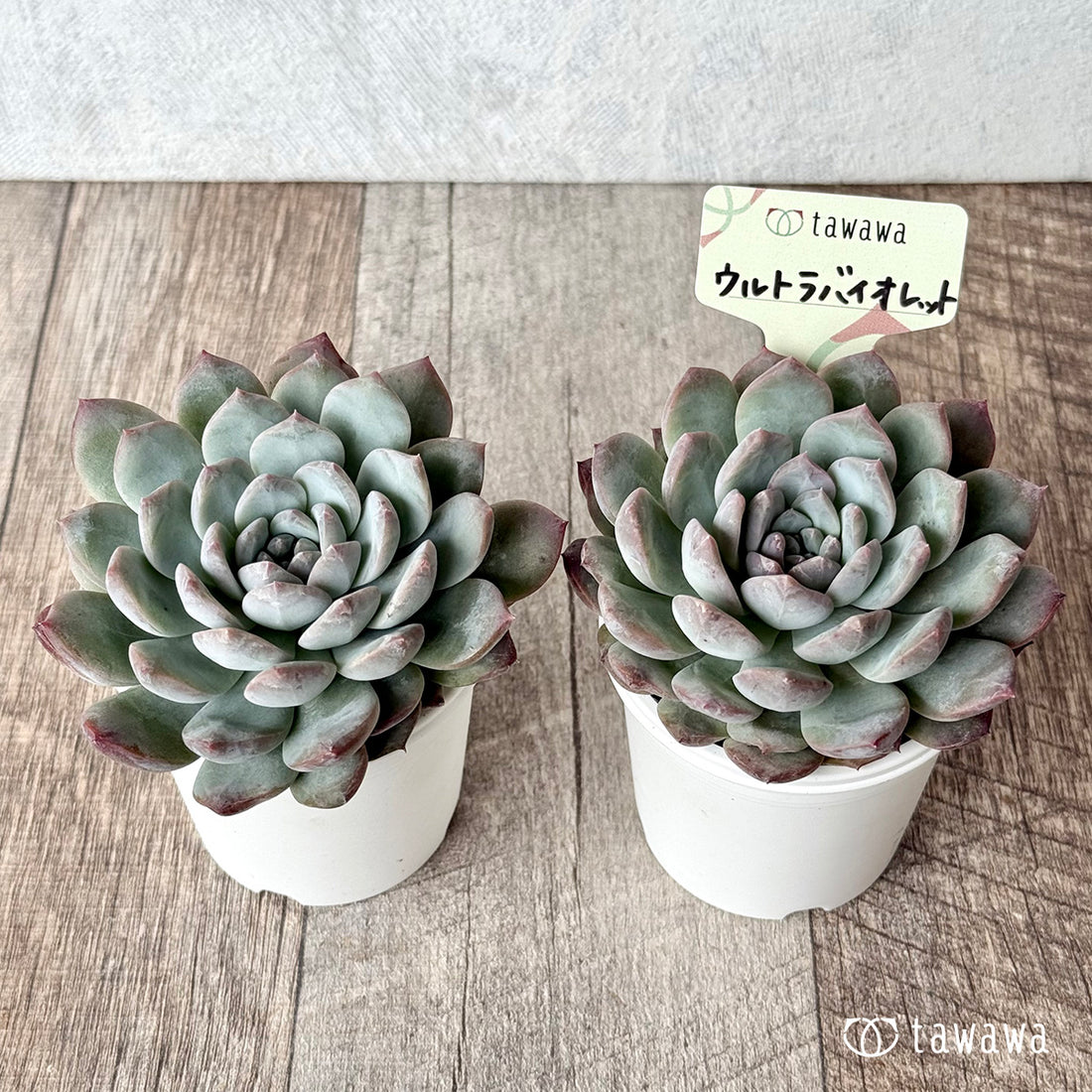 ウルトラバイオレット【tawawaハウス苗】