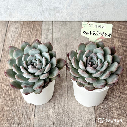 ウルトラバイオレット【tawawaハウス苗】