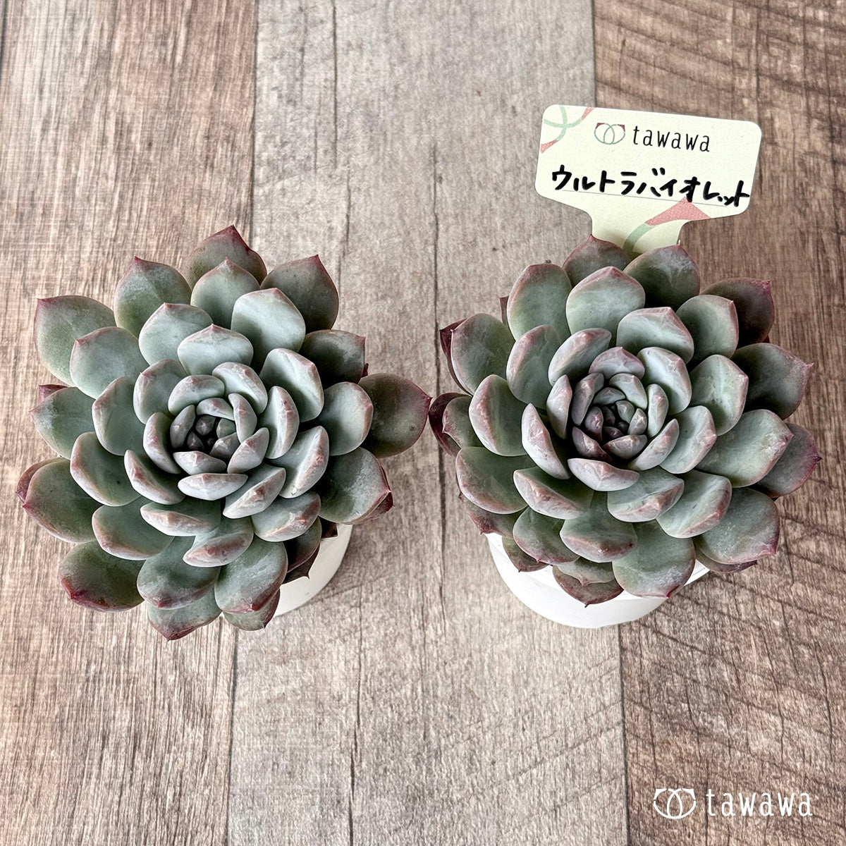 ウルトラバイオレット【tawawaハウス苗】