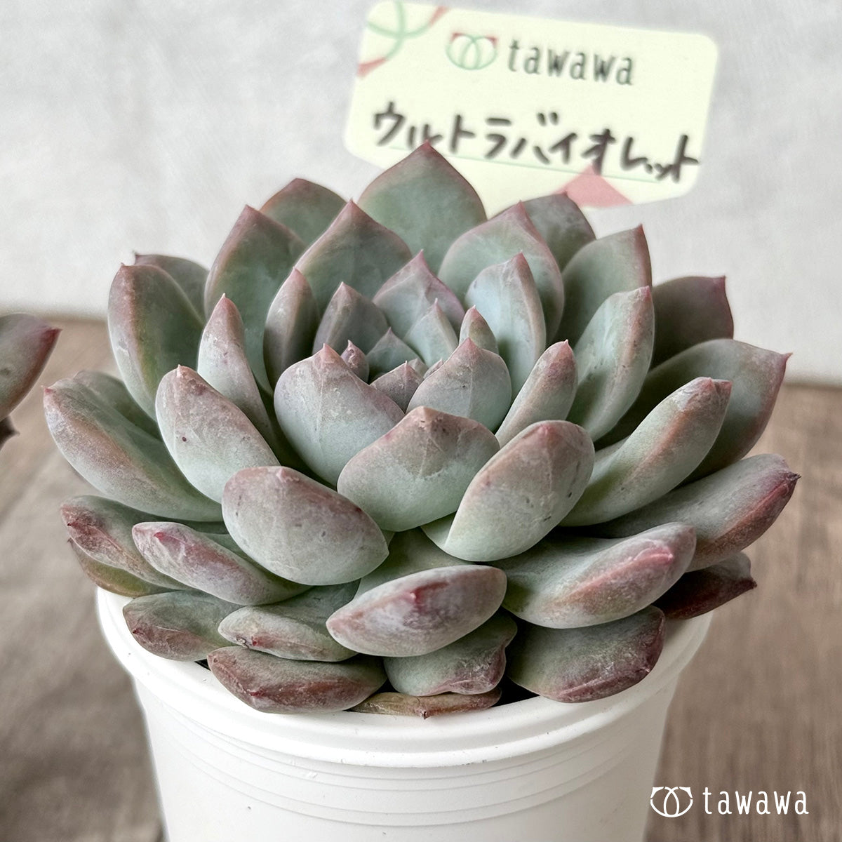 ウルトラバイオレット【tawawaハウス苗】