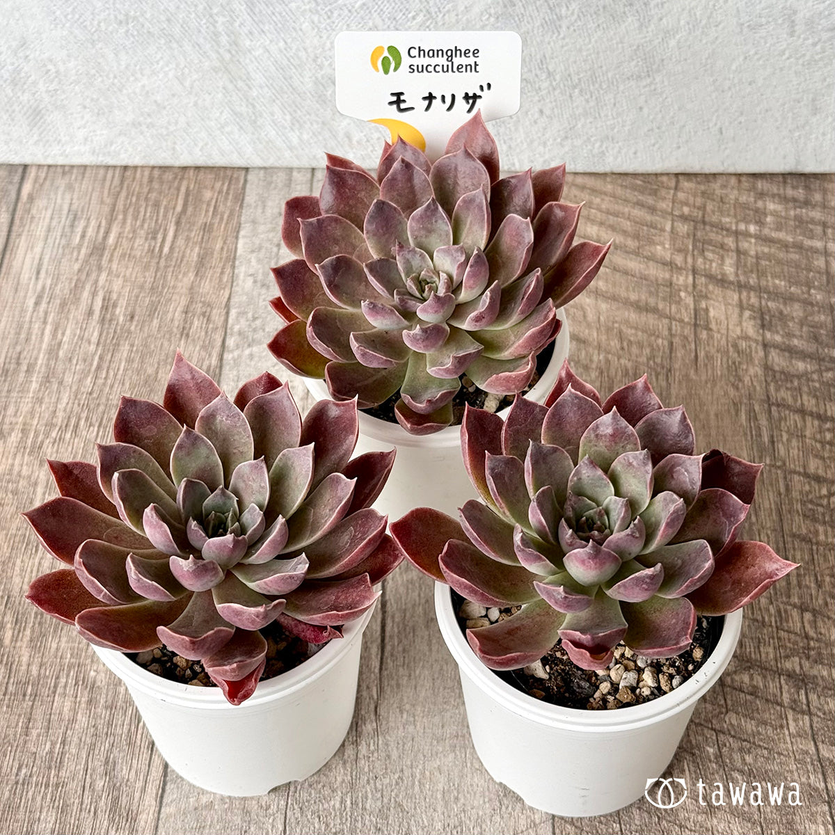 モナリザ（チャンヒー農園）【tawawaハウス苗】