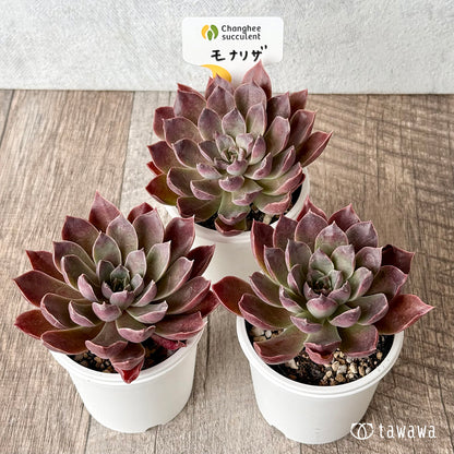 モナリザ（チャンヒー農園）【tawawaハウス苗】