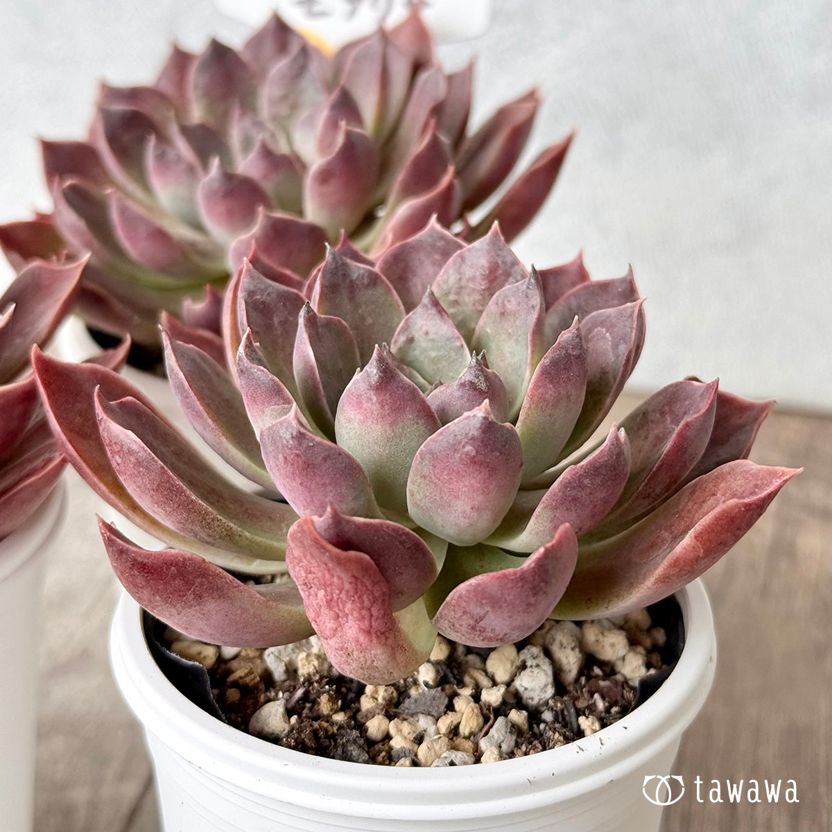 モナリザ（チャンヒー農園）【tawawaハウス苗】