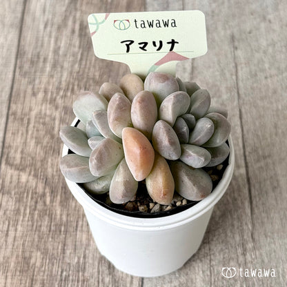 ＊新発売＊　アマリナ【tawawaハウス苗】