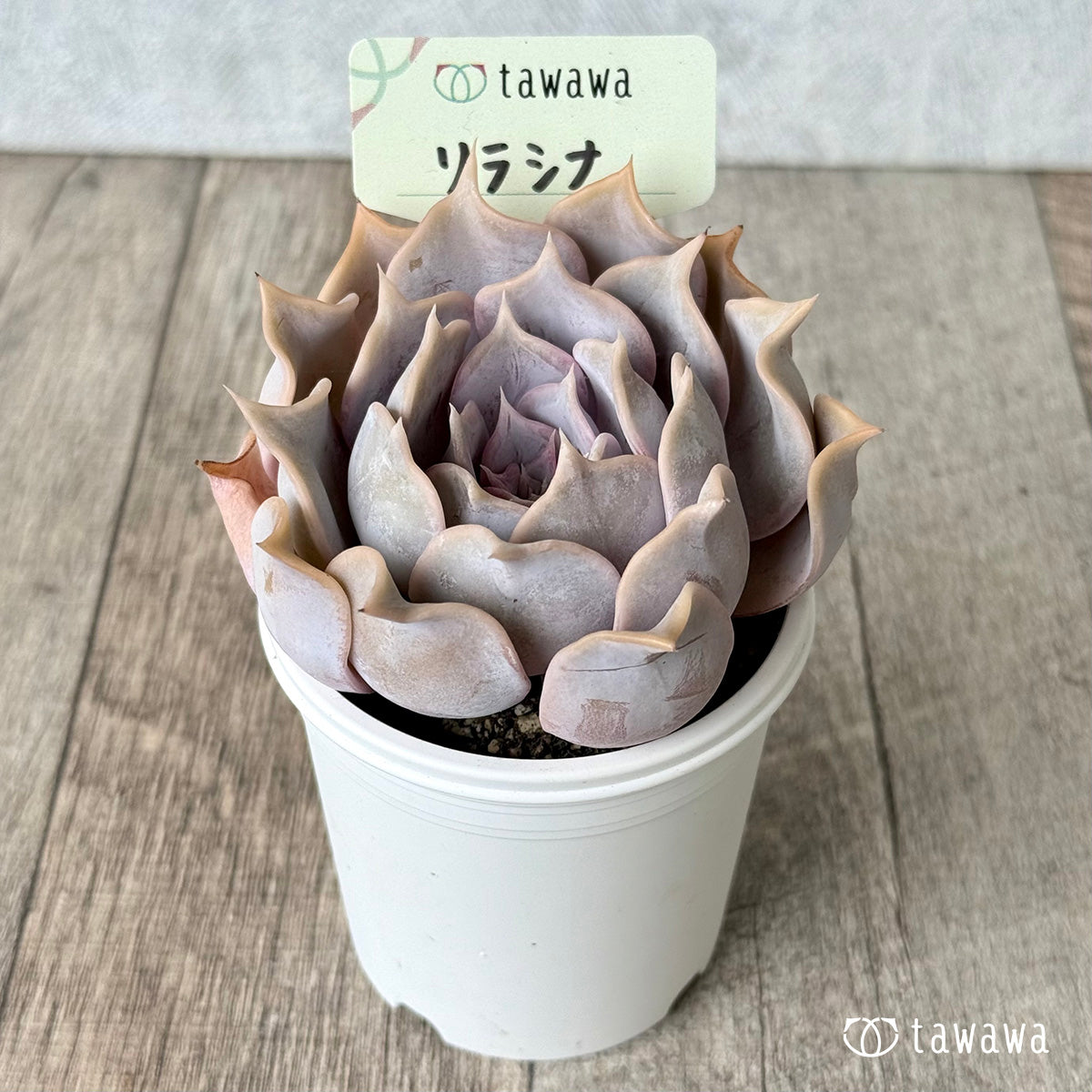 Lilacina