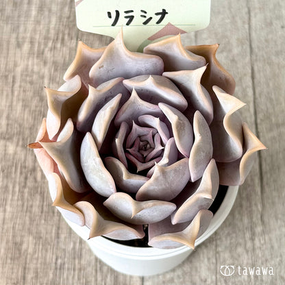 ＊新発売＊　リラシナ【tawawaハウス苗】