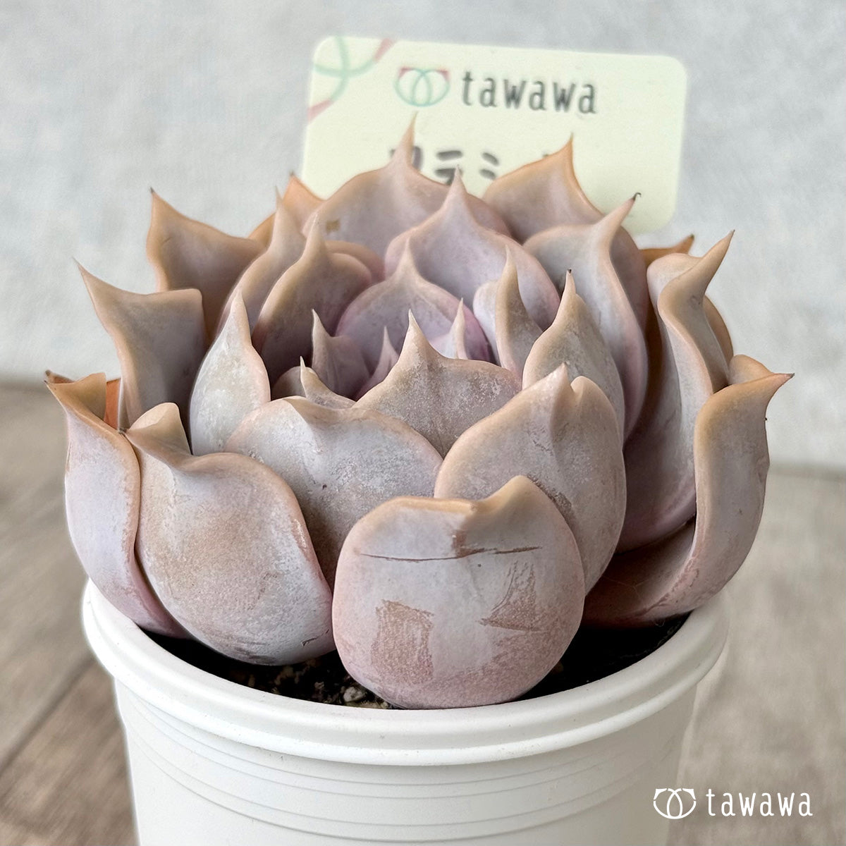 Lilacina