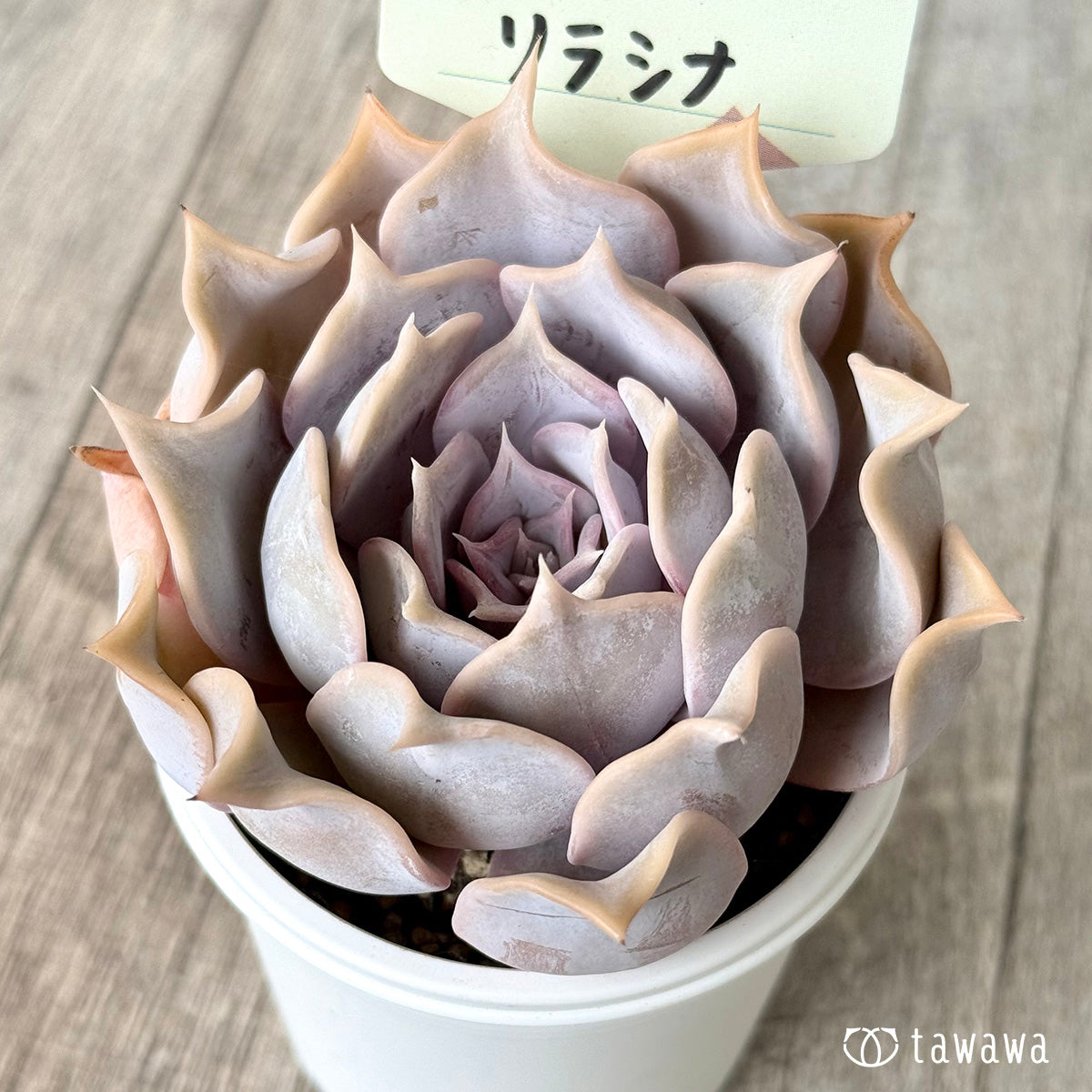 Lilacina
