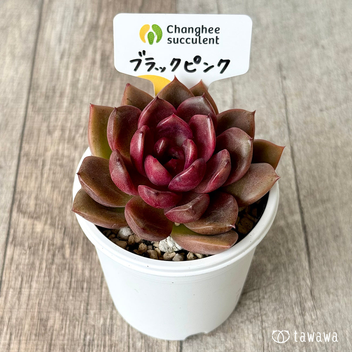 ブラックピンク（チャンヒー農園）【tawawaハウス苗】