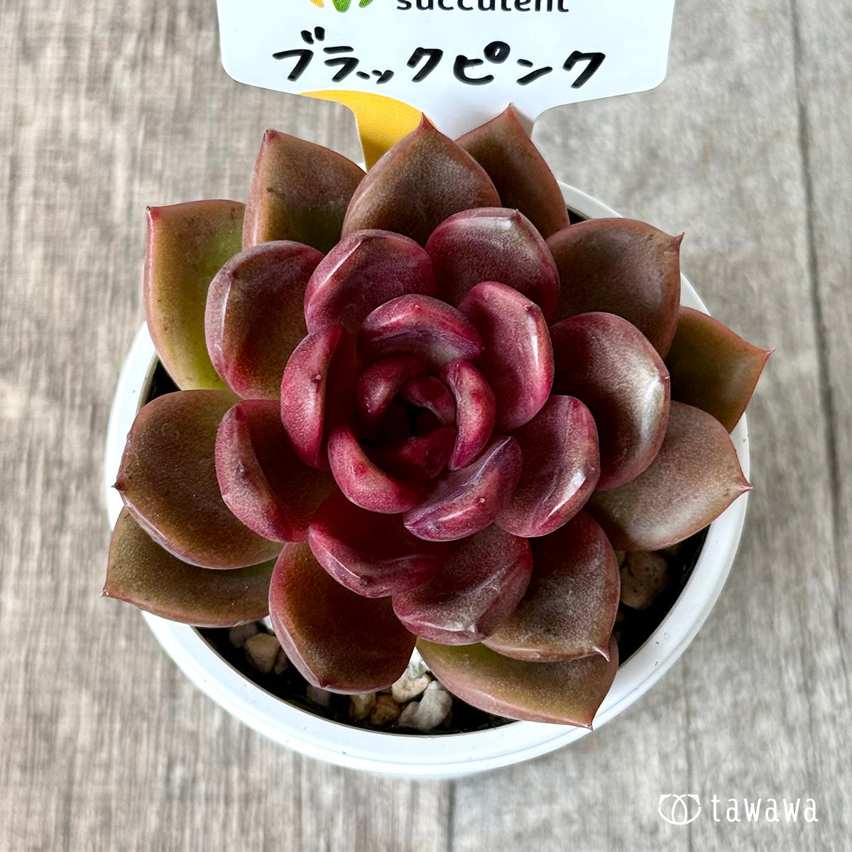 ブラックピンク（チャンヒー農園）【tawawaハウス苗】