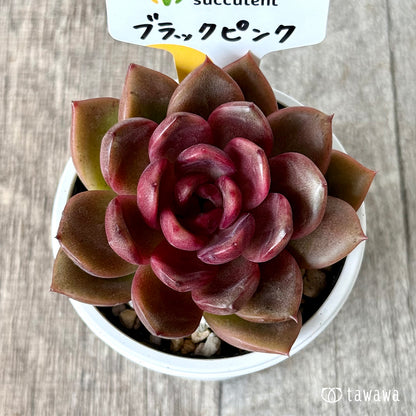 ブラックピンク（チャンヒー農園）【tawawaハウス苗】