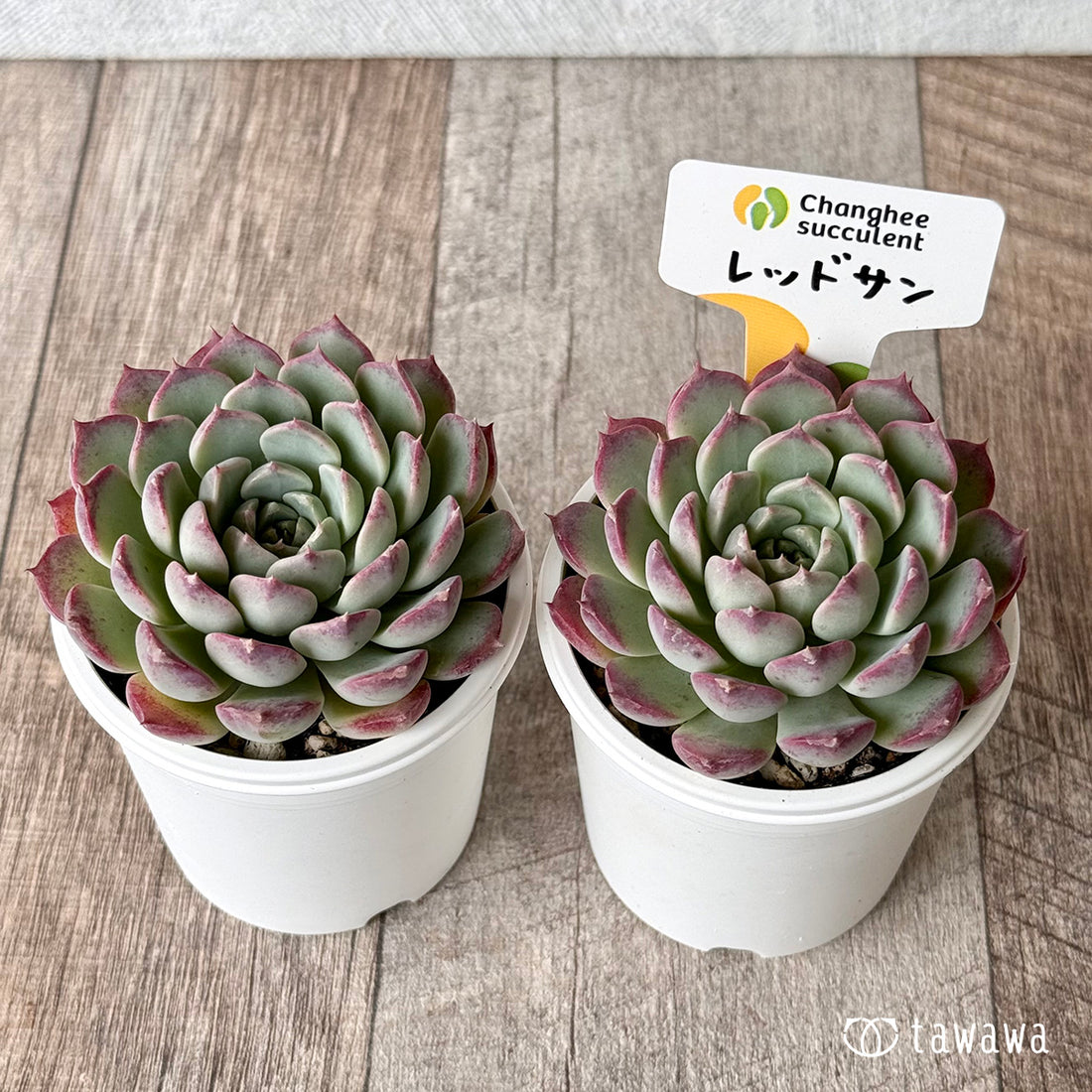 New Arrivals: Ice Green