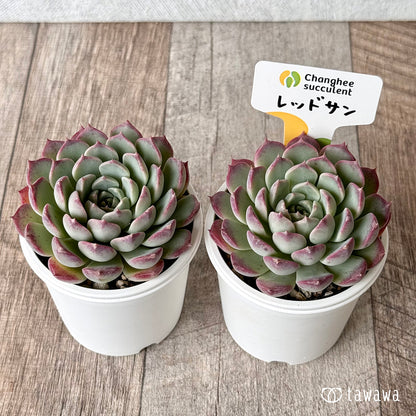 レッドサン②（チャンヒー農園）【tawawaハウス苗】