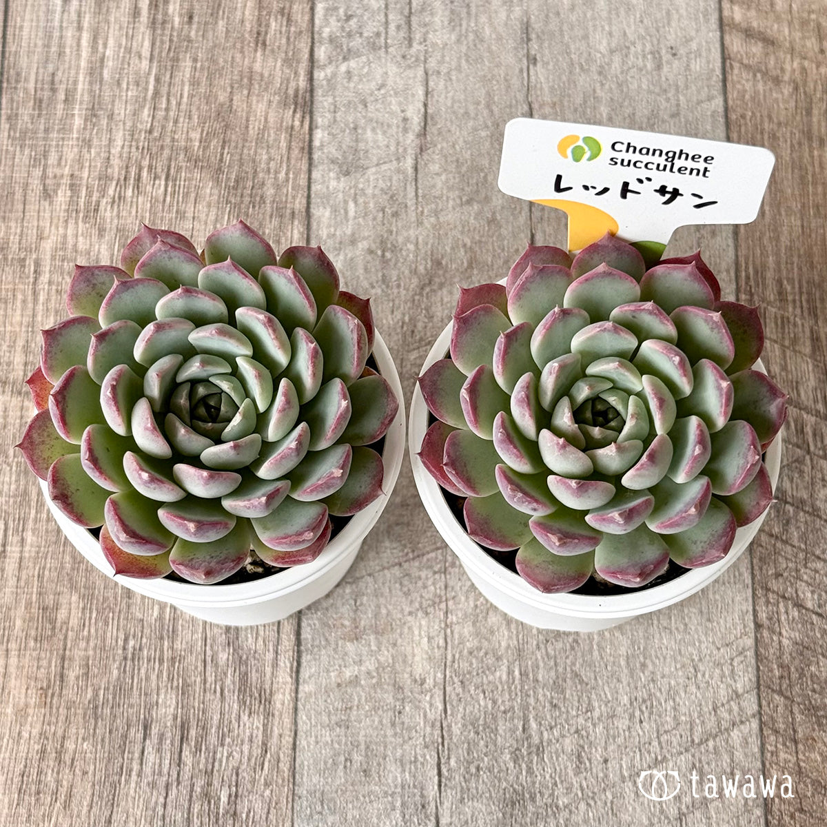 レッドサン②（チャンヒー農園）【tawawaハウス苗】