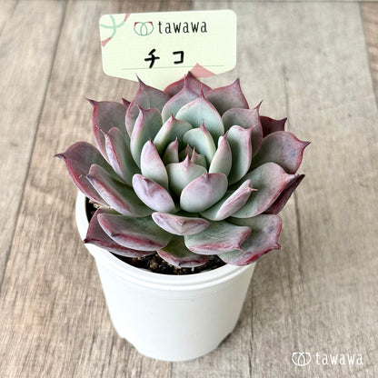 ＊新発売＊　チコ（エアーマジック農園）【tawawaハウス苗】
