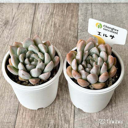 エルサ（チャンヒー農園）　【tawawaハウス苗】