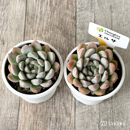 エルサ（チャンヒー農園）　【tawawaハウス苗】