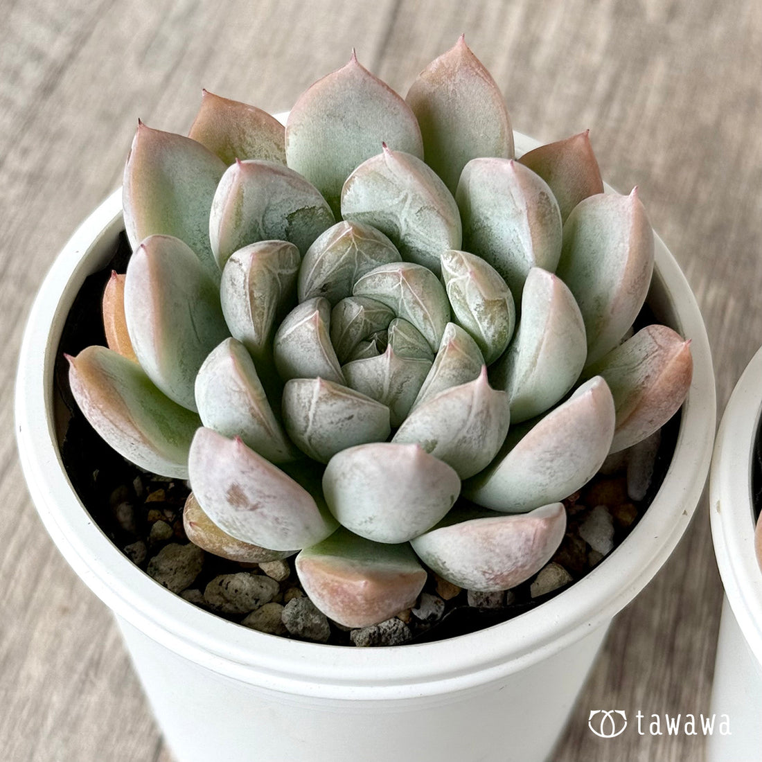 エルサ（チャンヒー農園）　【tawawaハウス苗】