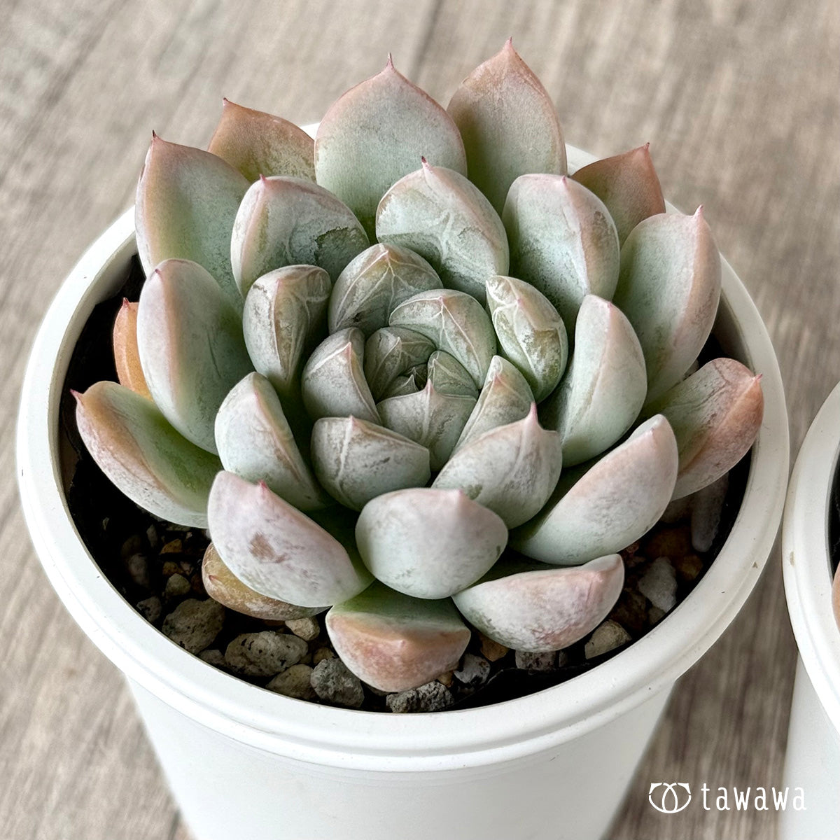 エルサ（チャンヒー農園）　【tawawaハウス苗】