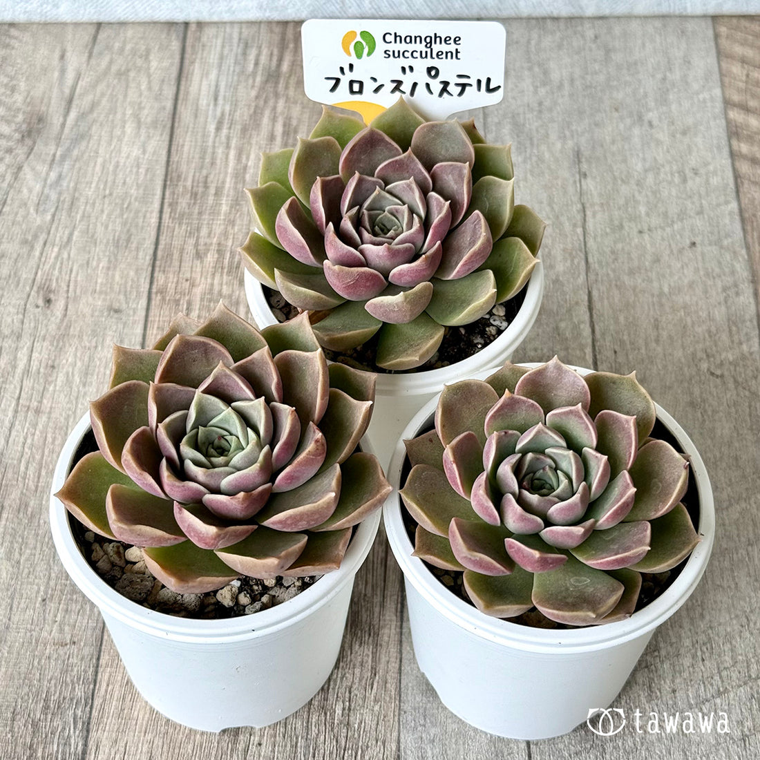 New Arrivals: Ice Green