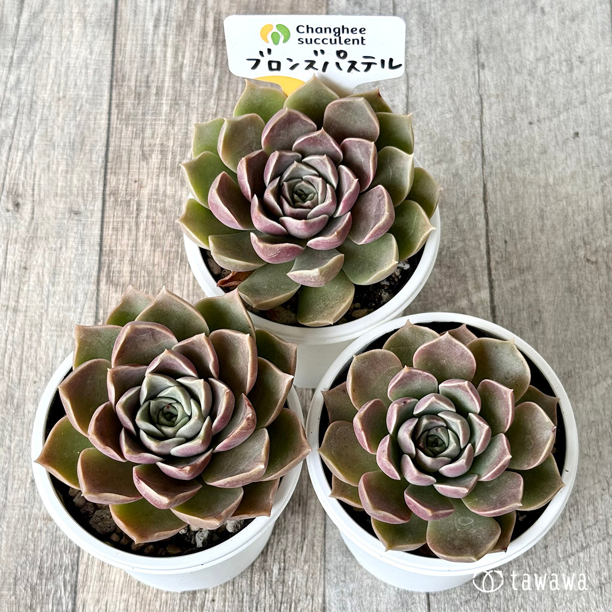 ブロンズパステル（チャンヒー農園）【tawawaハウス苗】