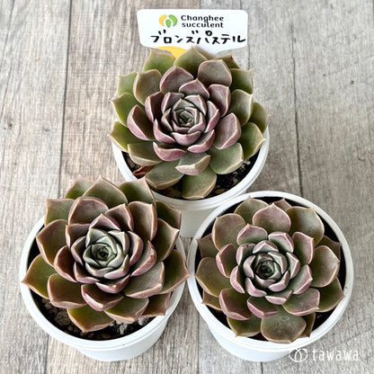 ブロンズパステル（チャンヒー農園）【tawawaハウス苗】