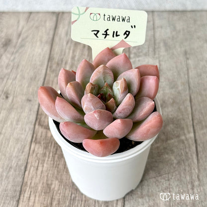 マチルダ（エアーマジック農園））【tawawaハウス苗】