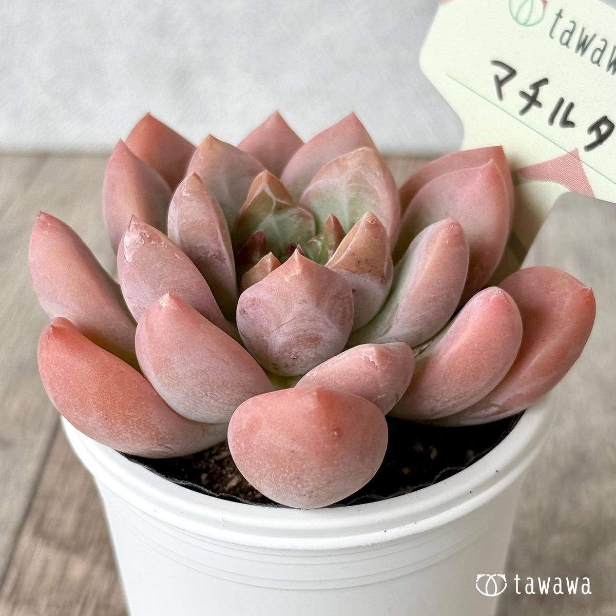 マチルダ（エアーマジック農園））【tawawaハウス苗】