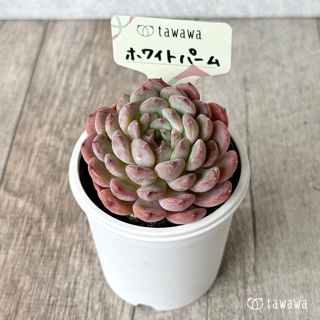 ＊新発売＊　ホワイトパーム【tawawaハウス苗】