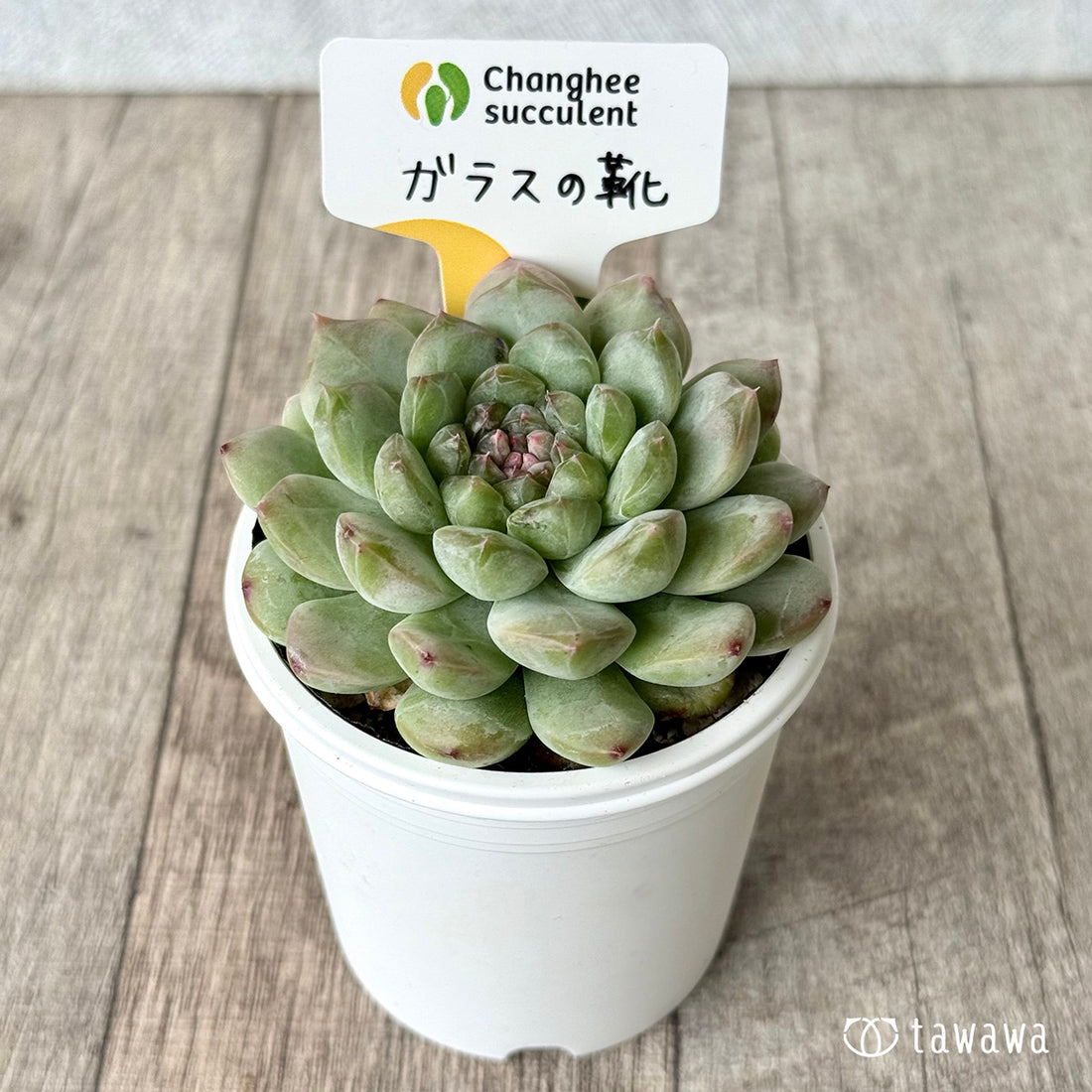 ＊新発売＊　ガラスの靴（チャンヒー農園）【tawawaハウス苗】