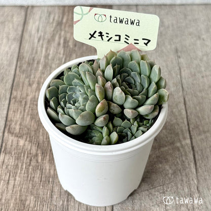 メキシコミニマ【tawawaハウス苗】