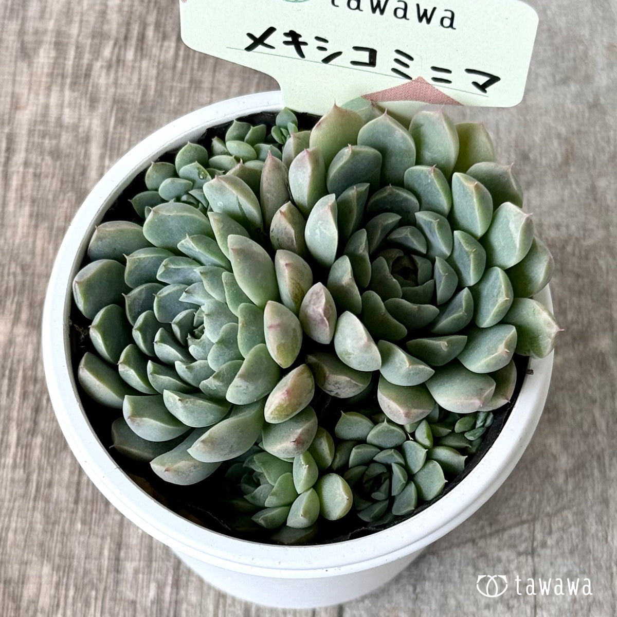 メキシコミニマ【tawawaハウス苗】